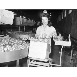 Miss Nina Squires packing apples
