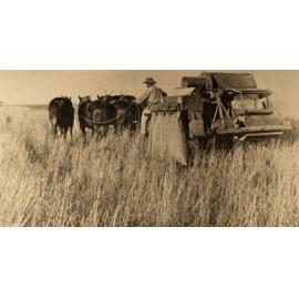 Harvesting wheat