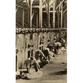 Shearing the sheep