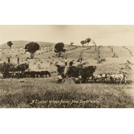 A Typical Wheat Farm