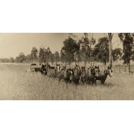 Stripping a wheat crop