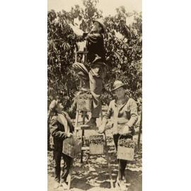 Cherry pickers, Orange district