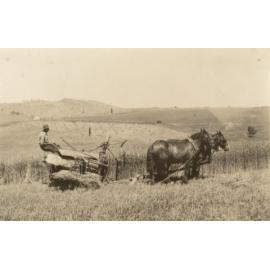 Mr Gander harvesting a crop