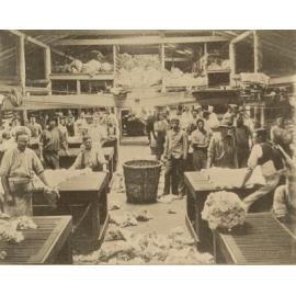 Wool sorting shed