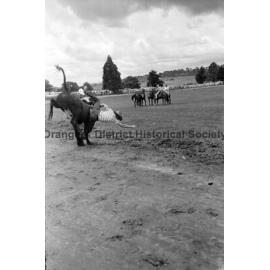 Bushman's Carnival