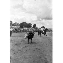 Bushman's Carnival