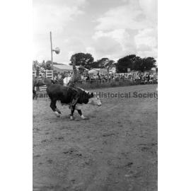Bushman's Carnival