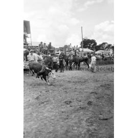Bushman's Carnival