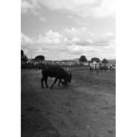 Bushman's Carnival