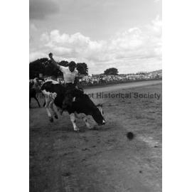 Bushman's Carnival