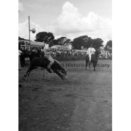 Bushman's Carnival