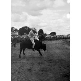 Bushman's Carnival