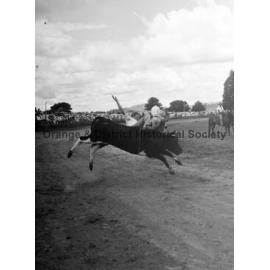 Bushman's Carnival
