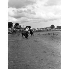Bushman's Carnival