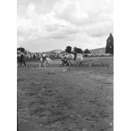 Bushman's Carnival
