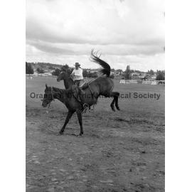 Bushman's Carnival