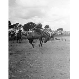 Bushman's Carnival