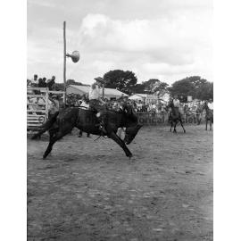 Bushman's Carnival