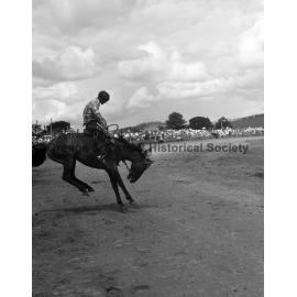 Bushman's Carnival