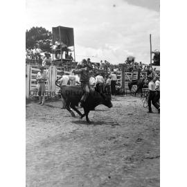 Bushman's Carnival