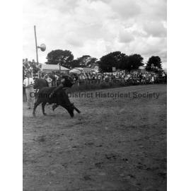 Bushman's Carnival