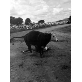 Bushman's Carnival