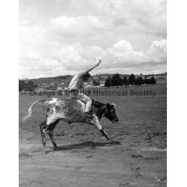 Bushman's Carnival