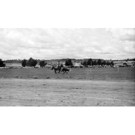 Bushman's Carnival