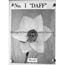 Copy daffodil