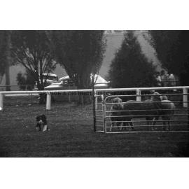 Molong sheep dog trials