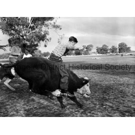 Manildra Show