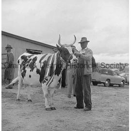 Cattle at Orange Show