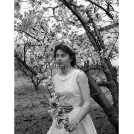 Janet Duff with cherry blossom