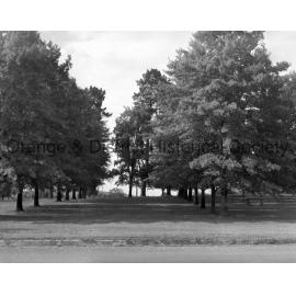 WWI Memorial Avenue of trees