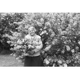 Lilac at home of Mrs Allen, Sampson Street