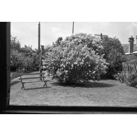 Lilac at home of Mrs Allen, Sampson Street