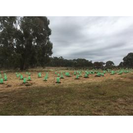 After the tree planting at Lake Canobolas, National Tree Day 2022