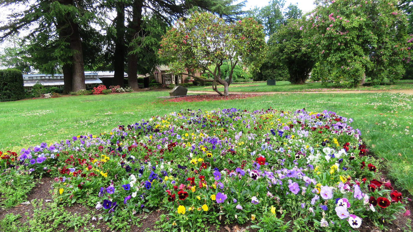 Cook Park, Orange in Bloom