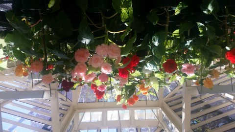 Begonia House, Cook Park, Orange