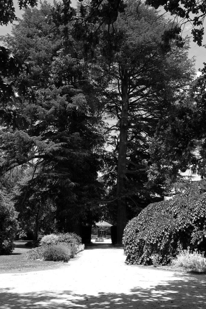 Deodar Cedars, Cook Park, Orange