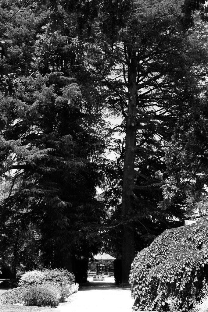 Deodar Cedars, Cook Park, Orange