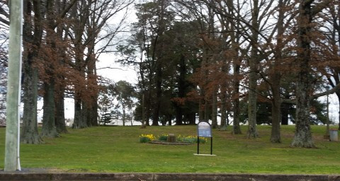 Newman Park, WWI Memorial Avenue of Trees.