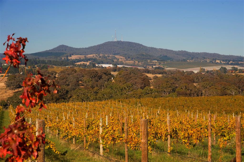 View of Mount Canobolas with vineyard
